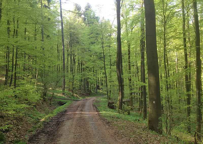 Naturpark Habichtswald 